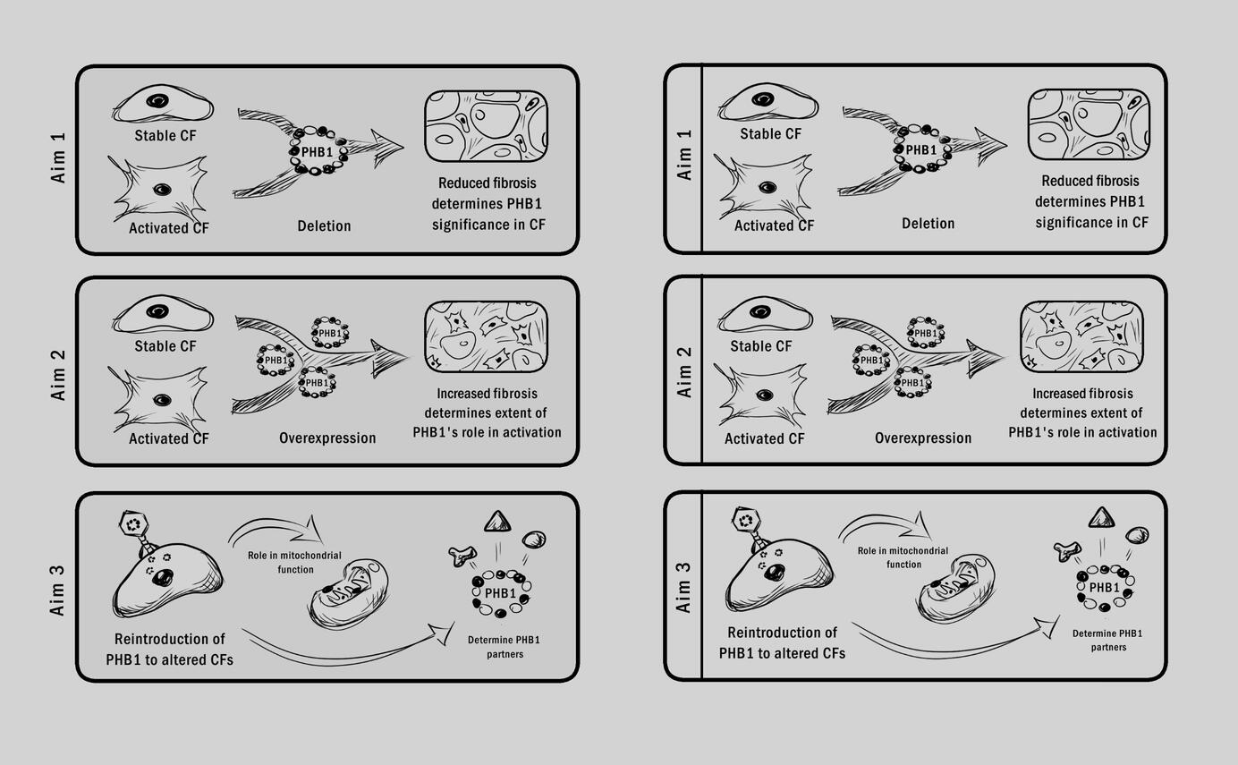 Fibrosis - Sketch Example