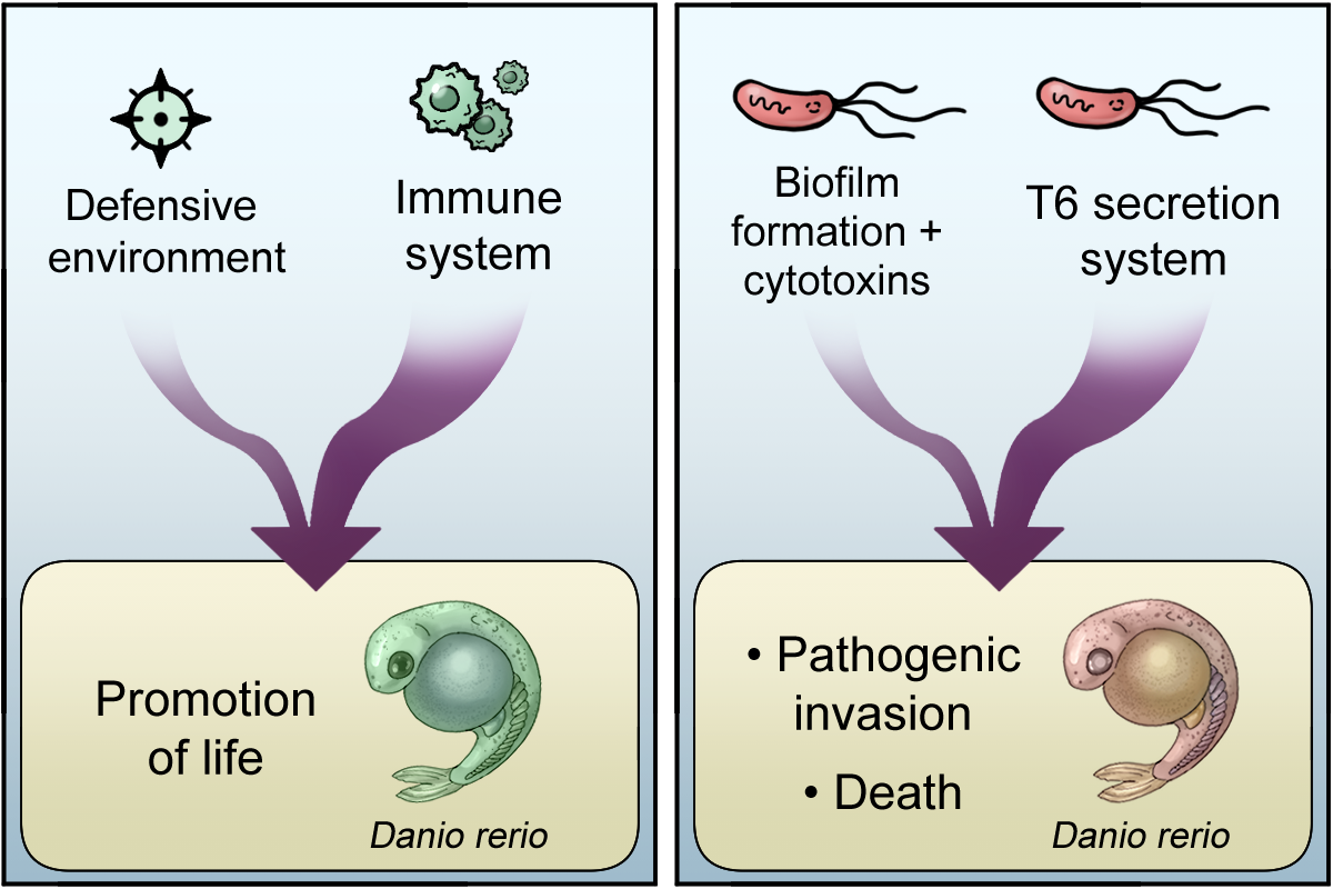 Fischeri - Specific aims page figure