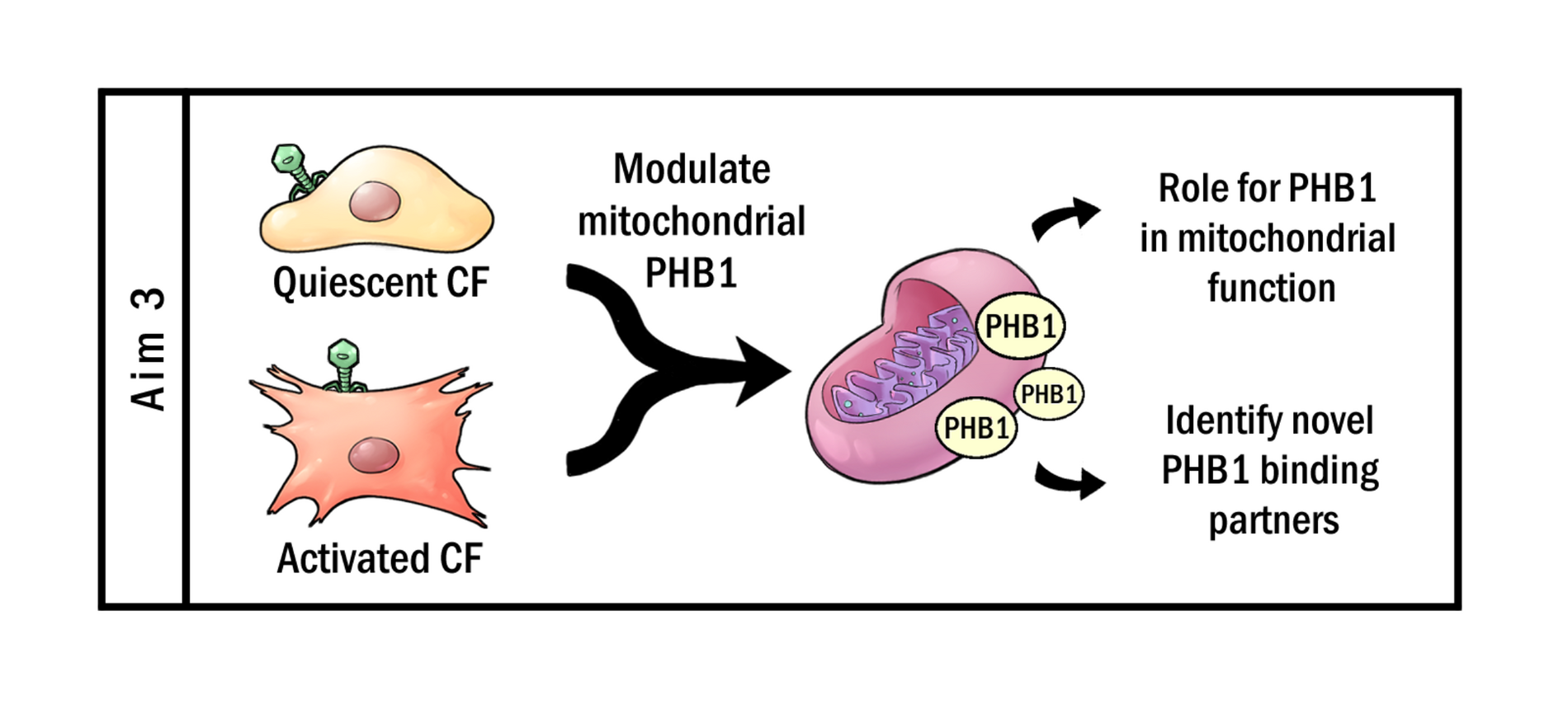 Fibrosis - Aim 3