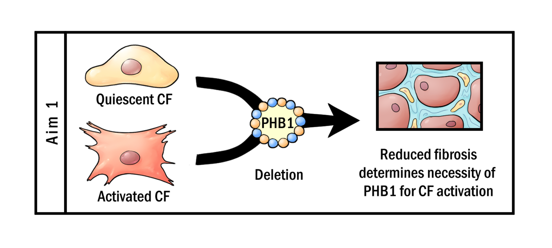 Fibrosis - Aim 1