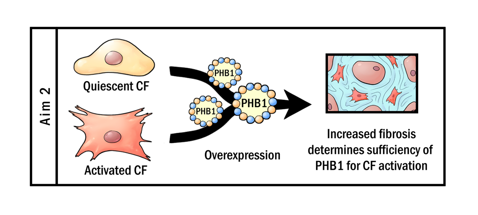 Fibrosis - Aim 2