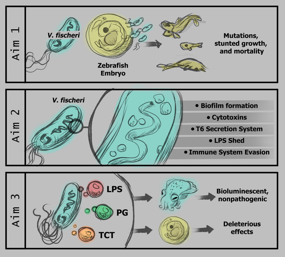 Fischeri - Sketch Example