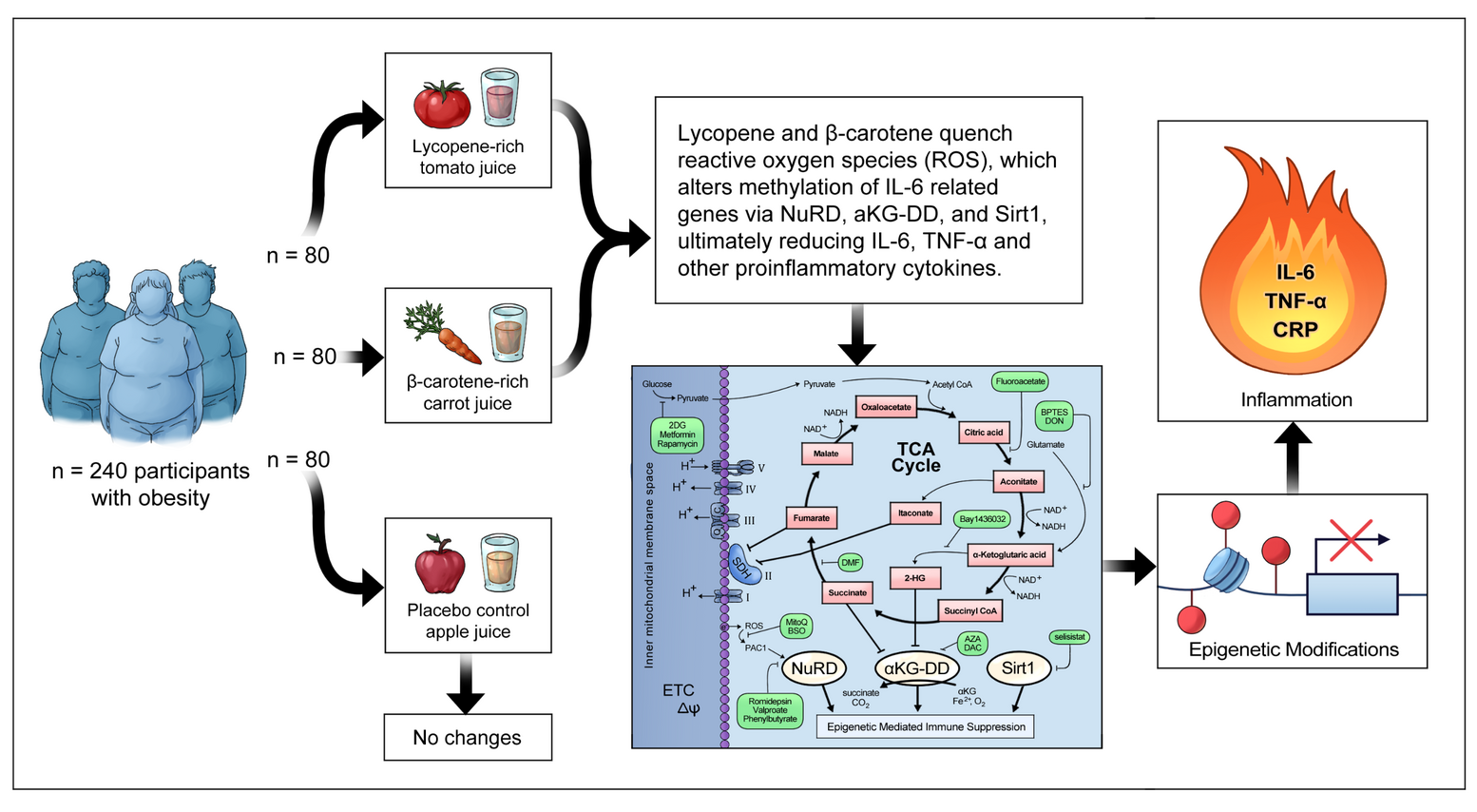 Carotenoids - Overview