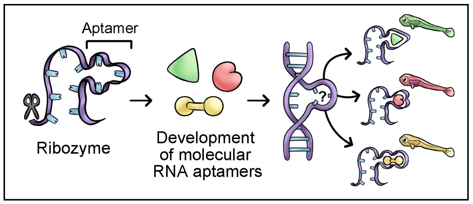 Danio Genes - Aim 2