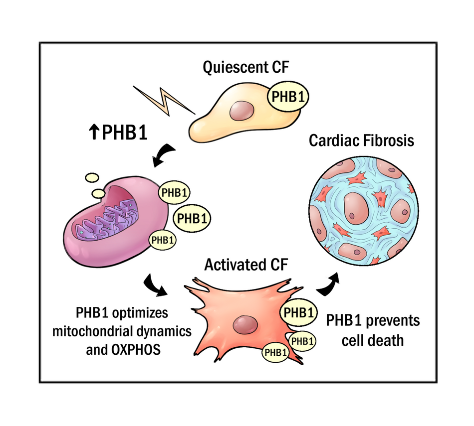 Fibrosis - Specific aims page figure