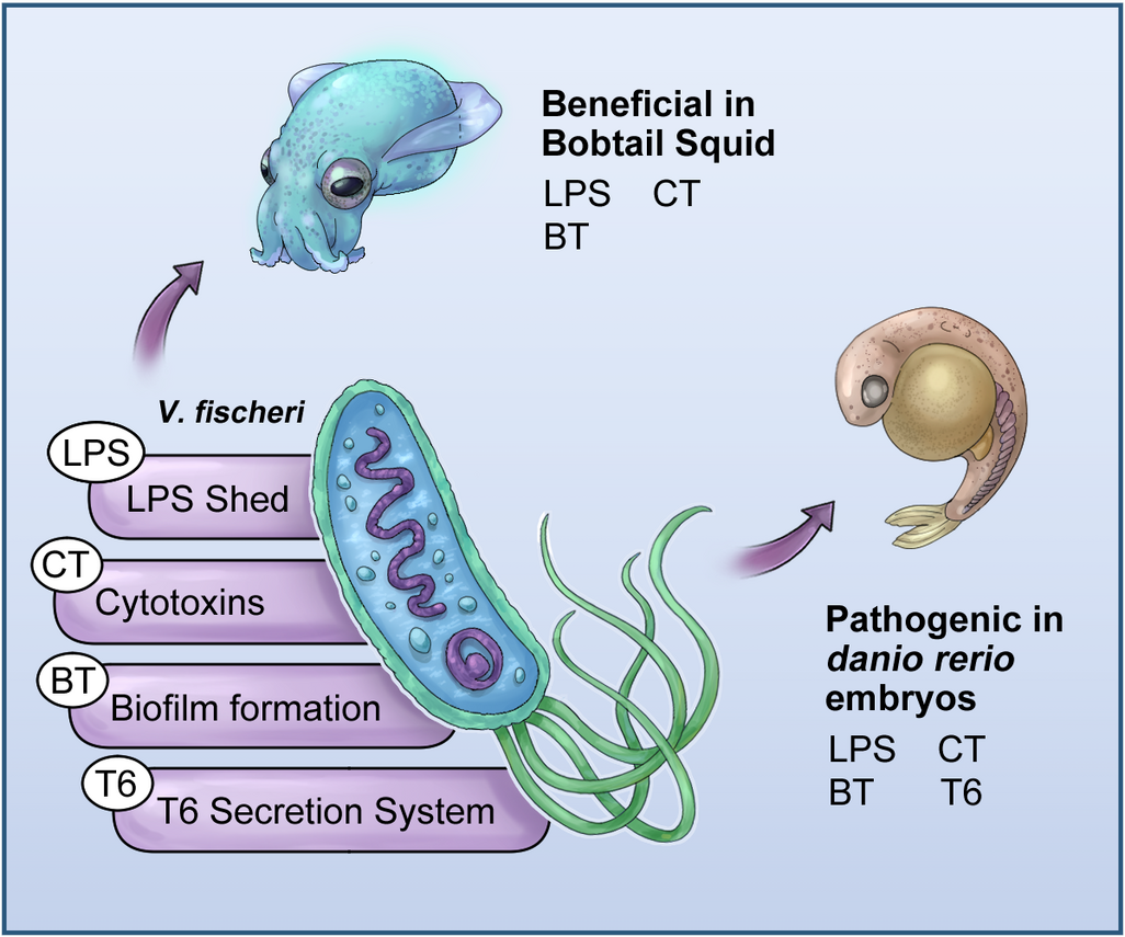 Fischeri - Significance figure